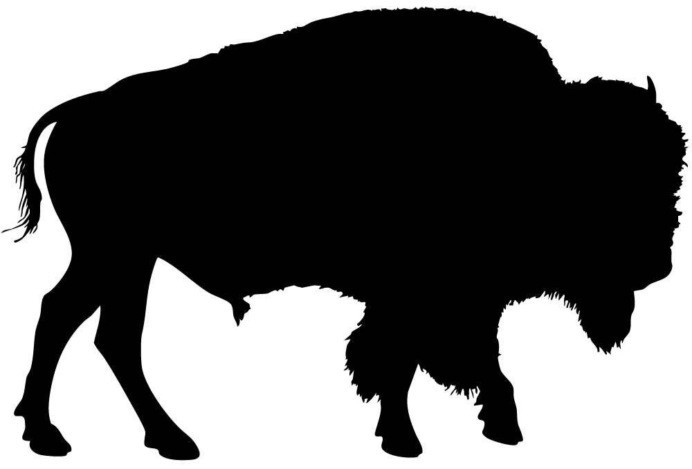 Bison